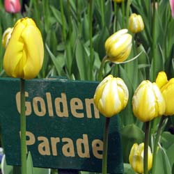 tulipe darwin -golden parade